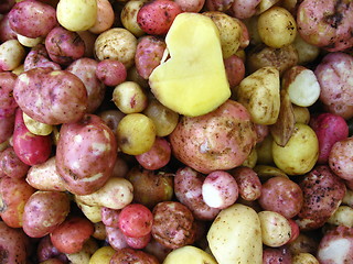 Image showing the harvest of potatoes