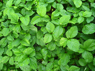 Image showing Green bushes of a strawberry