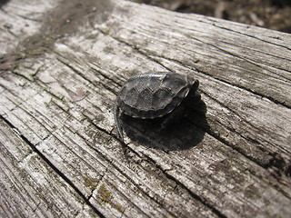 Image showing A small turtle