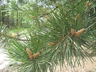 Image showing Branches of a young pine