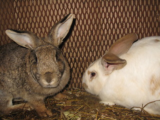 Image showing Pair domestic rabbits