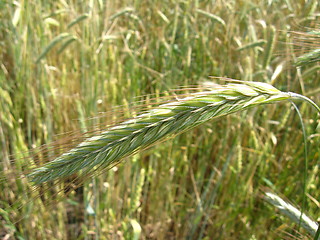 Image showing spikelets of the wheat