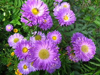 Image showing The flowers of blue beautiful aster