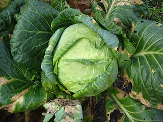 Image showing Head of cabbage