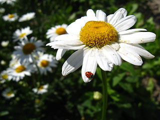 Image showing little ladybird climbing on the chamomile