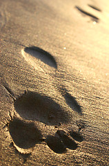 Image showing Beach Footprints