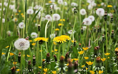 Image showing dandelions 