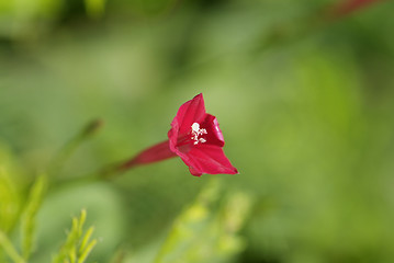 Image showing Small red flower