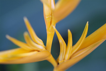 Image showing Flower abstract