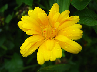 Image showing beautiful flower of yellow calendula