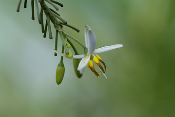 Image showing Close-up of very small orchid