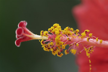 Image showing Close-up of hibiscus flower