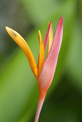 Image showing Bird of paradise flower