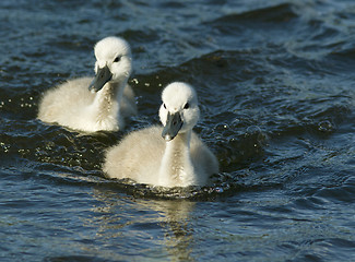 Image showing Young Muted Swan