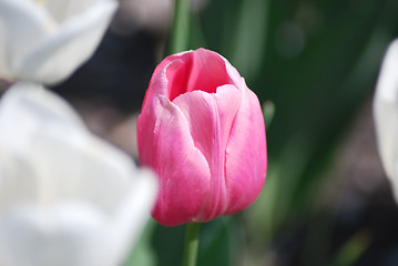 Image showing One pink tulip on white tulips in background