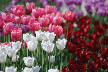 Image showing flowers background from tulips