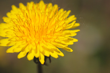 Image showing coltsfoot bloom  on green background  - Tussilago farfara in mac