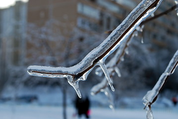 Image showing sun sparkled the tree branch in ice