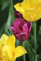 Image showing One violet tulip and two yellow tulips ,flowers background