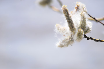 Image showing poplar down on water background at the summer, cottonwood fluff 