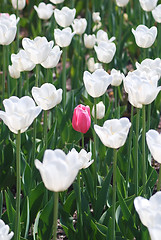 Image showing One pink tulip on white tulips in background