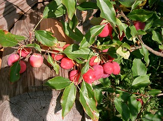 Image showing red berry 