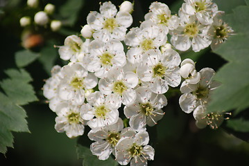 Image showing apple blossom close-up - white flowers