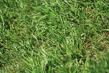 Image showing Green spring grass texture - nature background close up           