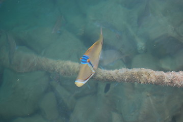 Image showing fish in red sea