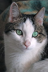 Image showing Green eyed cat close up