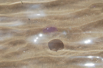 Image showing medusa
