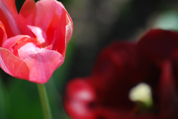 Image showing Two red and pink  tulips ,flowers background  