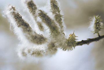 Image showing poplar down on water background at the summer, cottonwood fluff 