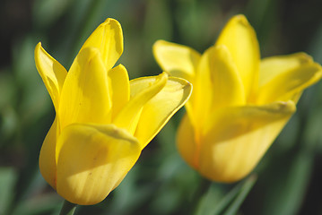 Image showing Two yellow tulips close up ,flowers background   