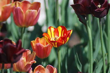 Image showing flowers background from tulips 