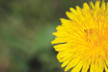 Image showing coltsfoot bloom  on green background  - Tussilago farfara in mac