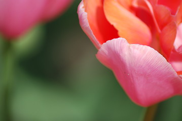 Image showing tulip in macro - flowers background close up
