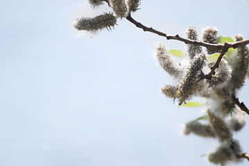 Image showing poplar down on water background at the summer, cottonwood fluff 