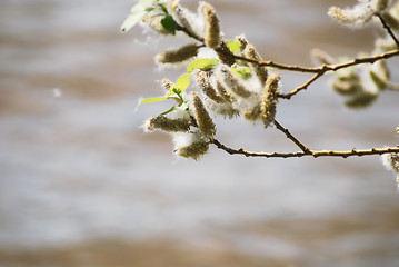 Image showing poplar down on water background at the summer, cottonwood fluff 
