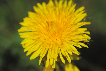 Image showing coltsfoot bloom  on green background  - Tussilago farfara in mac