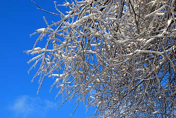 Image showing sun sparkled the tree branch in ice on a blue sky background 