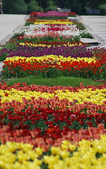 Image showing colorful tulips rows  - flowerbed in city park