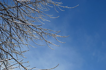 Image showing sun sparkled the tree branch in ice on a blue sky background 