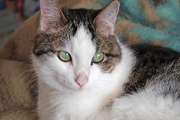 Image showing Green eyed cat close up