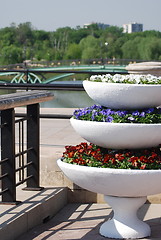 Image showing colorful three rows  - flowerbed in city park