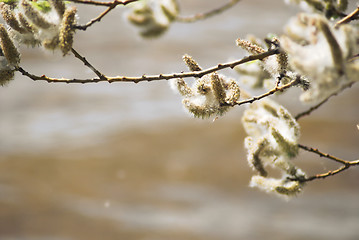 Image showing poplar down on water background at the summer, cottonwood fluff 