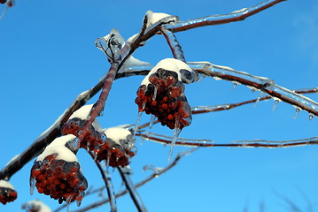 Image showing sun sparkled the tree branch in ice