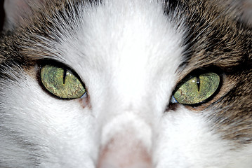 Image showing Green eyed cat close up