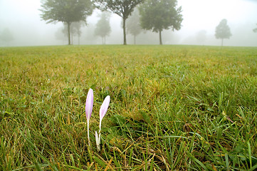 Image showing Autumn crocus