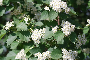 Image showing apple blossom close-up - white flowers